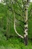 aspenforest.jpg