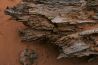 desertdeadwood.jpg