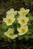 globeflower.jpg