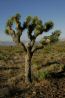 joshuatree.jpg