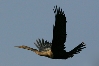 Anhinga.jpg